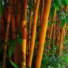 50 Orange Clumping Bamboo Seeds - Exotic Privacy Screen Garden Plants - Image 1