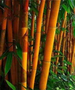 50 Orange Clumping Bamboo Seeds - Exotic Privacy Screen Garden Plants - Image 1