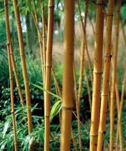 50 Orange Clumping Bamboo Seeds - Exotic Privacy Screen Garden Plants - Image 3