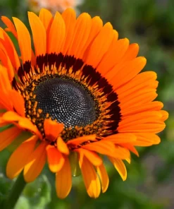 50 Orange Prince Cape Daisy Seeds - Venidium Fastuosum Flower Seeds - Image 2