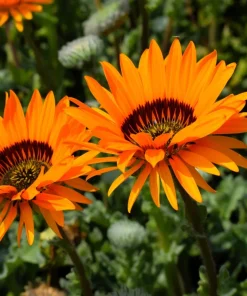 50 Orange Prince Cape Daisy Seeds - Venidium Fastuosum Flower Seeds - Image 3