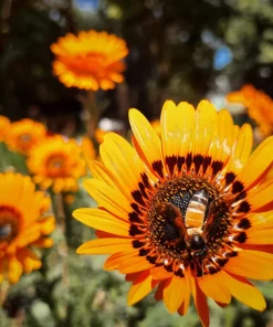 50 Orange Prince Cape Daisy Seeds - Venidium Fastuosum Flower Seeds - Image 4