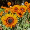 50 Orange Prince Cape Daisy Seeds - Venidium Fastuosum Flower Seeds - Image 1