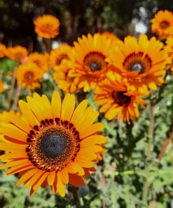 50 Orange Prince Cape Daisy Seeds - Venidium Fastuosum Flower Seeds - Image 1