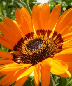 50 Orange Prince Cape Daisy Seeds - Venidium Fastuosum Flower Seeds - Image 5