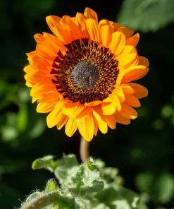 50 Orange Prince Cape Daisy Seeds - Venidium Fastuosum Flower Seeds - Image 6