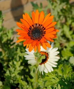 50 Orange Prince Cape Daisy Seeds - Venidium Fastuosum Flower Seeds - Image 7