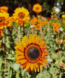 50 Orange Prince Cape Daisy Seeds - Venidium Fastuosum Flower Seeds - Image 8
