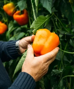 50 Orange Sun Bell Pepper Seeds - Sweet Capsicum Vegetable Seeds - Image 2