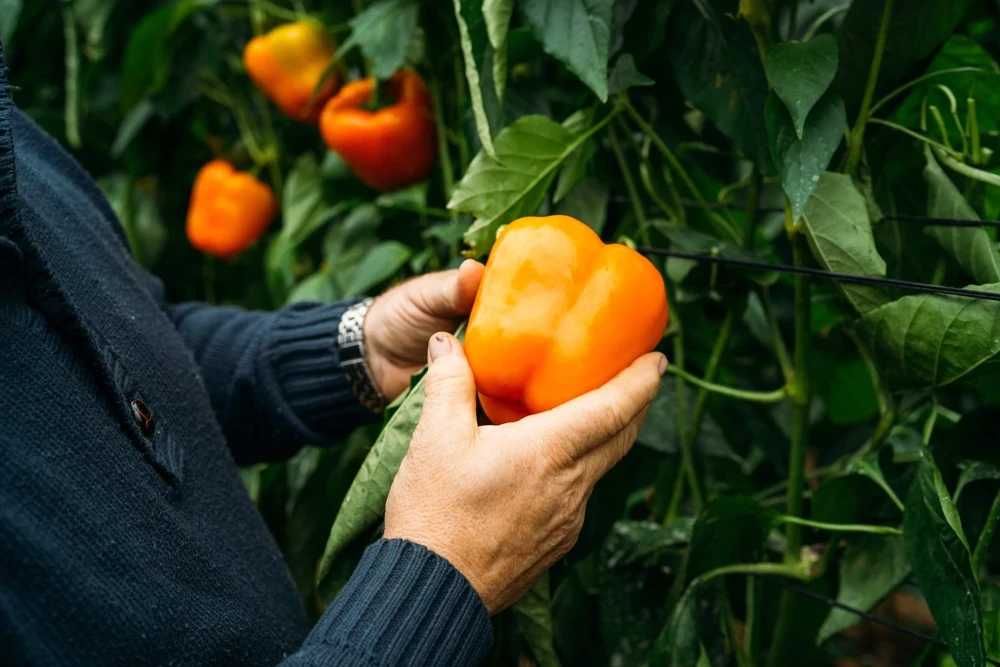 50 Orange Sun Bell Pepper Seeds - Sweet Capsicum Vegetable Seeds - Image 2