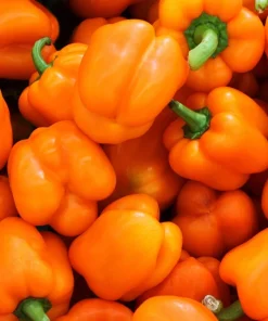 50 Orange Sun Bell Pepper Seeds - Sweet Capsicum Vegetable Seeds - Image 4