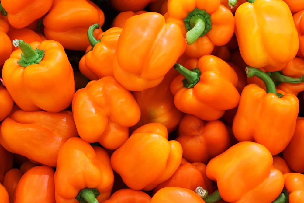 50 Orange Sun Bell Pepper Seeds - Sweet Capsicum Vegetable Seeds - Image 4