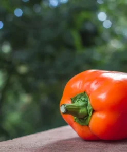 50 Orange Sun Bell Pepper Seeds - Sweet Capsicum Vegetable Seeds - Image 6