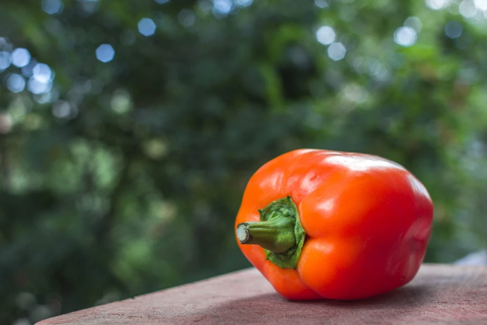 50 Orange Sun Bell Pepper Seeds - Sweet Capsicum Vegetable Seeds - Image 6