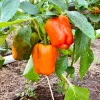 50 Orange Sun Bell Pepper Seeds - Sweet Capsicum Vegetable Seeds - Image 1