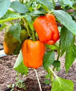 50 Orange Sun Bell Pepper Seeds - Sweet Capsicum Vegetable Seeds - Image 1