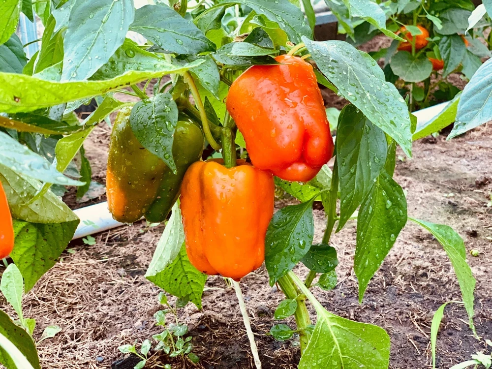 50 Orange Sun Bell Pepper Seeds - Sweet Capsicum Vegetable Seeds - Image 1