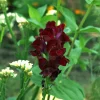 50 Organic Black Prince Snapdragon Seeds - Dark Crimson Red Flower Seeds - Image 1