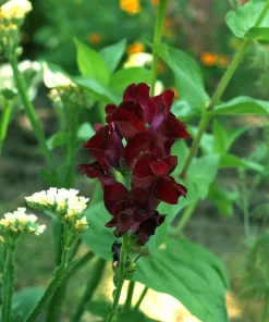 50 Organic Black Prince Snapdragon Seeds - Dark Crimson Red Flower Seeds - Image 1
