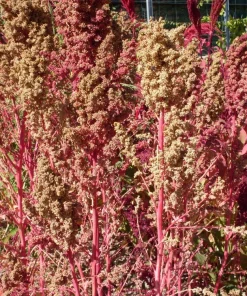 50 Organic Cherry Vanilla Quinoa Seeds - Pink Flower, White Grain - Image 2