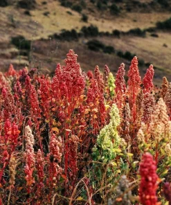 50 Organic Cherry Vanilla Quinoa Seeds - Pink Flower, White Grain - Image 4