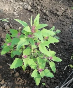 50 Organic Cherry Vanilla Quinoa Seeds - Pink Flower, White Grain - Image 5