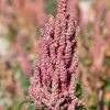 50 Organic Cherry Vanilla Quinoa Seeds - Pink Flower, White Grain - Image 1