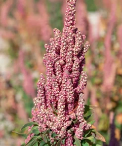 50 Organic Cherry Vanilla Quinoa Seeds - Pink Flower, White Grain - Image 1