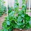 50 Organic Malabar Spinach Seeds - Green Stem Alugbati - Climbing Vegetable Seeds - Image 1