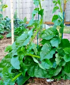 50 Organic Malabar Spinach Seeds - Green Stem Alugbati - Climbing Vegetable Seeds - Image 1