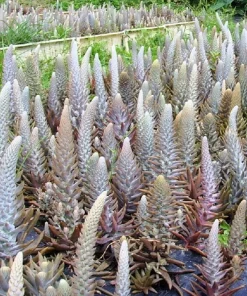 50 Orostachys Japonica Multicolored Succulent Flower Houseplant Seeds - Image 10