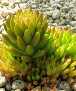 50 Orostachys Japonica Multicolored Succulent Flower Houseplant Seeds - Image 2