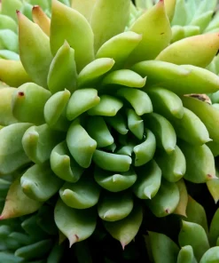 50 Orostachys Japonica Multicolored Succulent Flower Houseplant Seeds - Image 3