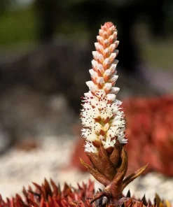 50 Orostachys Japonica Multicolored Succulent Flower Houseplant Seeds - Image 4