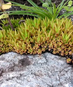 50 Orostachys Japonica Multicolored Succulent Flower Houseplant Seeds - Image 5