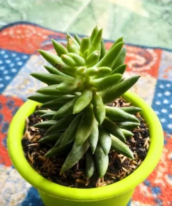 50 Orostachys Japonica Multicolored Succulent Flower Houseplant Seeds - Image 6
