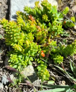 50 Orostachys Japonica Multicolored Succulent Flower Houseplant Seeds - Image 7