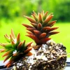 50 Orostachys Japonica Multicolored Succulent Flower Houseplant Seeds - Image 1