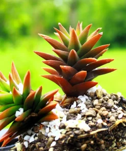 50 Orostachys Japonica Multicolored Succulent Flower Houseplant Seeds - Image 1