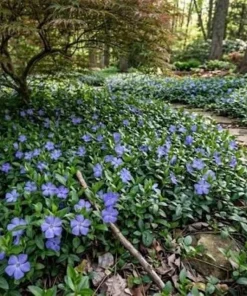 50 Periwinkle Bare Root Plants Vinca Minor Live Ground Cover - Image 2