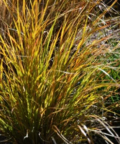 50 Pheasant Tails Grass Seeds - New Zealand Feather Reed Stipa Arundinacea - Image 2