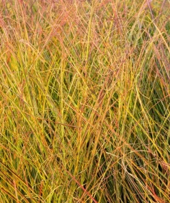 50 Pheasant Tails Grass Seeds - New Zealand Feather Reed Stipa Arundinacea - Image 3