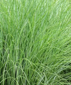 50 Pheasant Tails Grass Seeds - New Zealand Feather Reed Stipa Arundinacea - Image 4