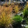 50 Pheasant Tails Grass Seeds - New Zealand Feather Reed Stipa Arundinacea - Image 1