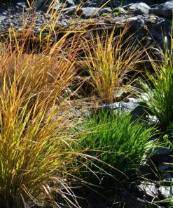 50 Pheasant Tails Grass Seeds - New Zealand Feather Reed Stipa Arundinacea - Image 1