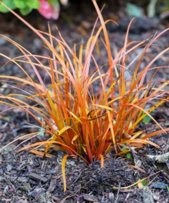 50 Pheasant Tails Grass Seeds - New Zealand Feather Reed Stipa Arundinacea - Image 5