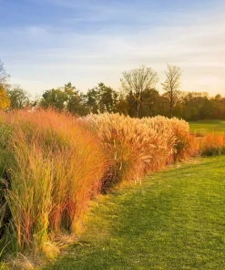 50 Pheasant Tails Grass Seeds - New Zealand Feather Reed Stipa Arundinacea - Image 6