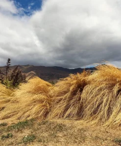 50 Pheasant Tails Grass Seeds - New Zealand Feather Reed Stipa Arundinacea - Image 7