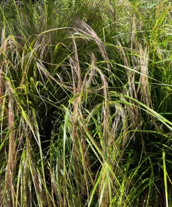 50 Pheasant Tails Grass Seeds - New Zealand Feather Reed Stipa Arundinacea - Image 8