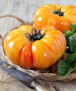 50 Pineapple Tomato Heirloom Beefsteak Seeds - Indeterminate Solanum - Image 10